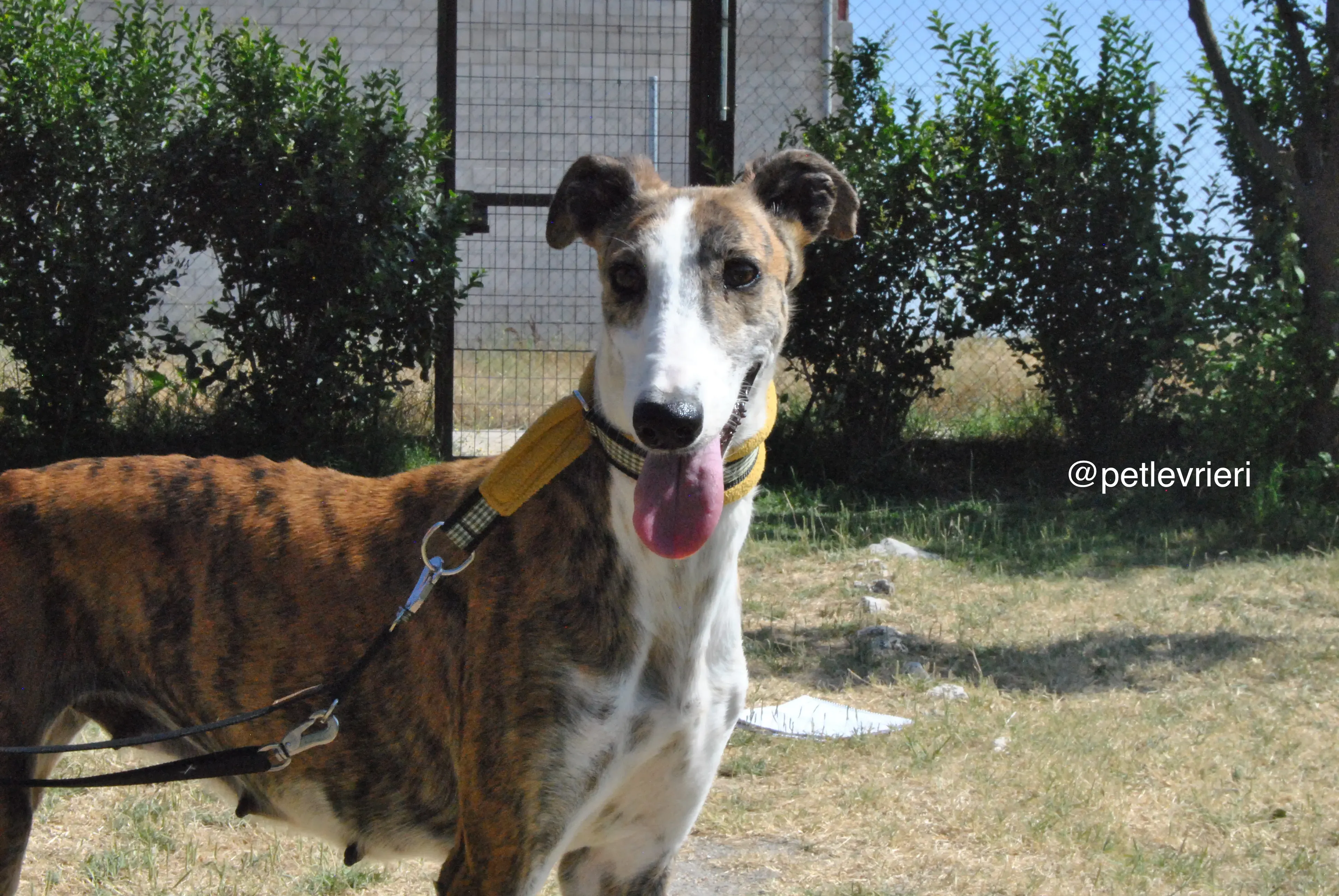13 mumush adozione levrieri galgo