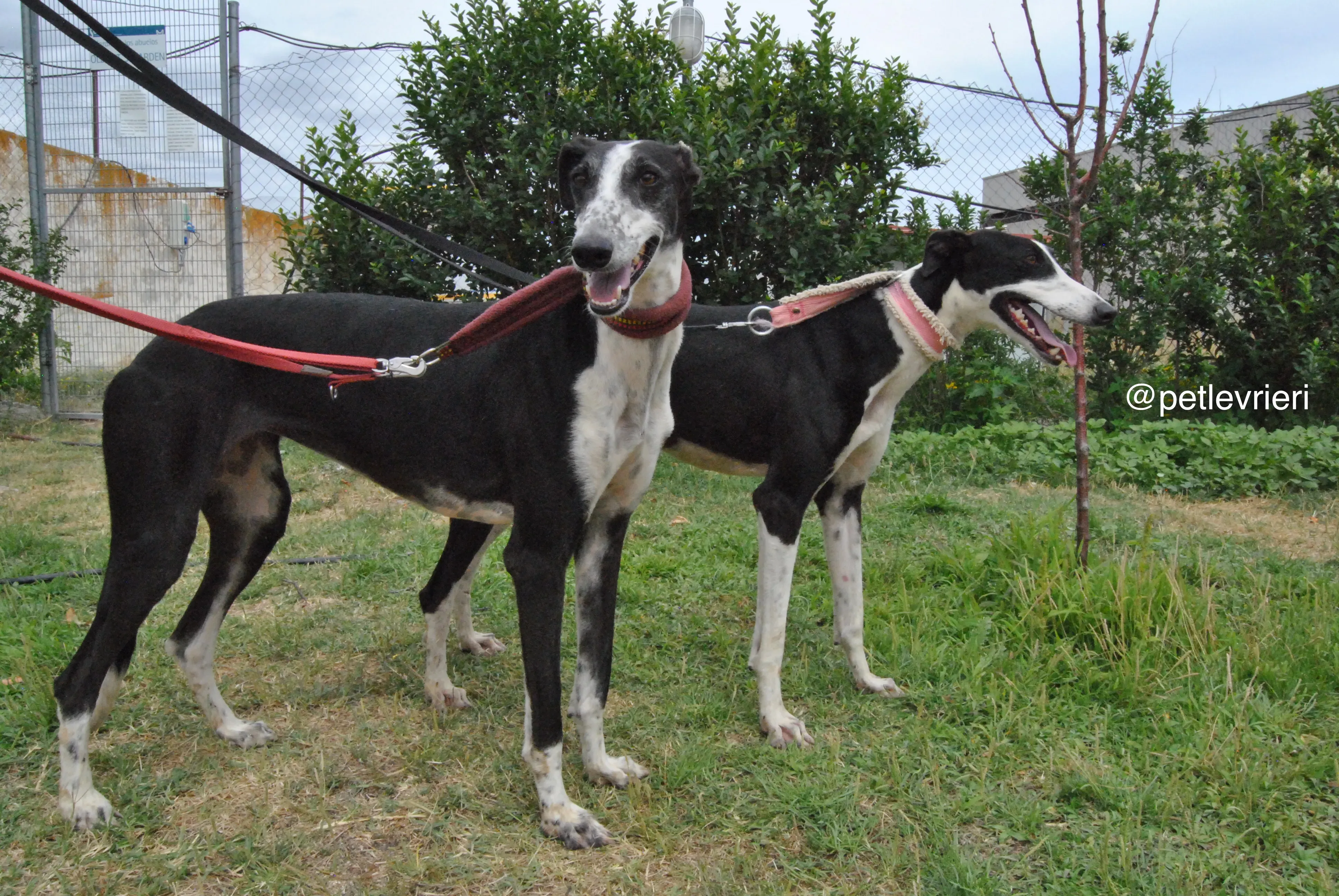 13 olga katarina adozione levrieri galgo