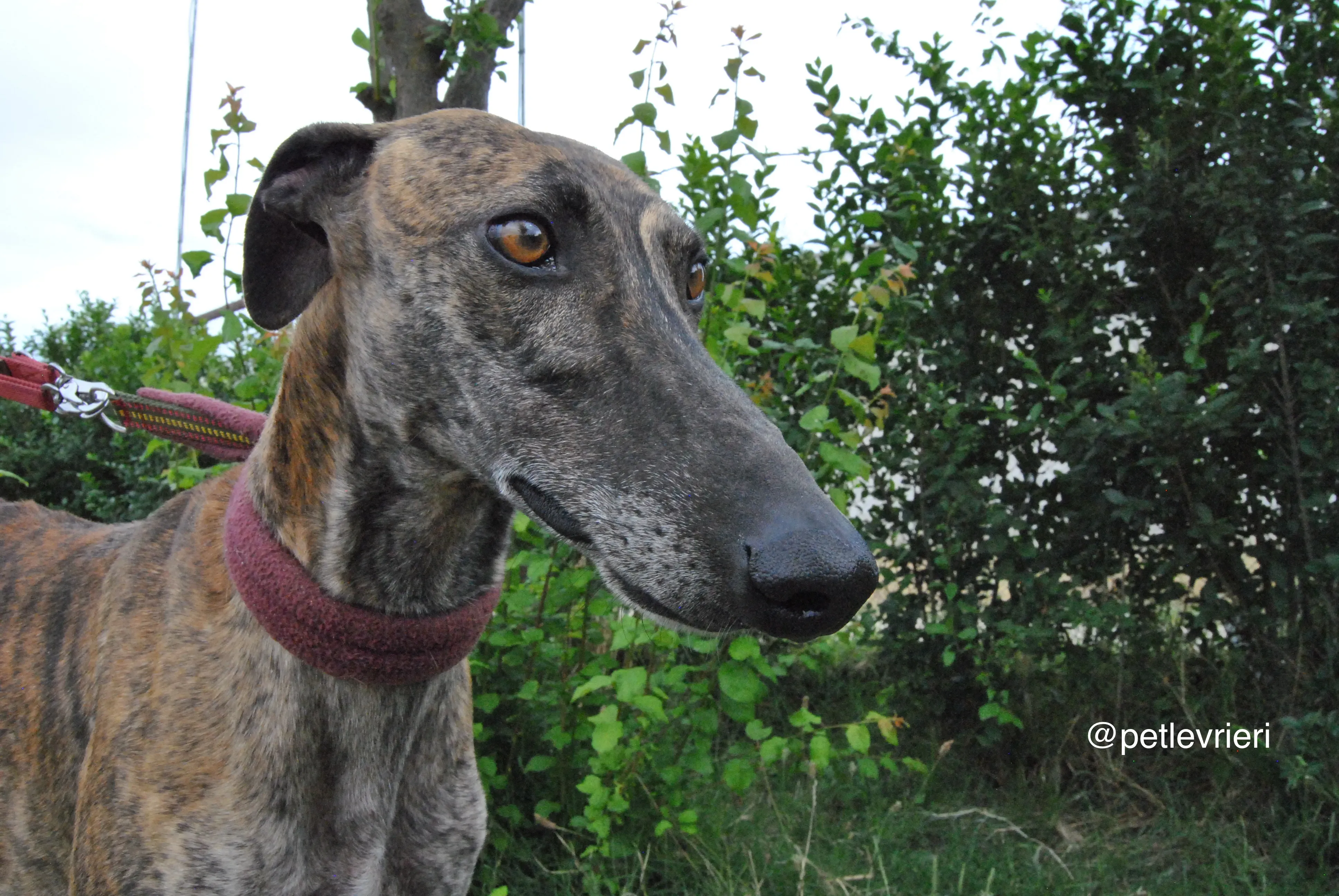 13 orion adozione levrieri galgo