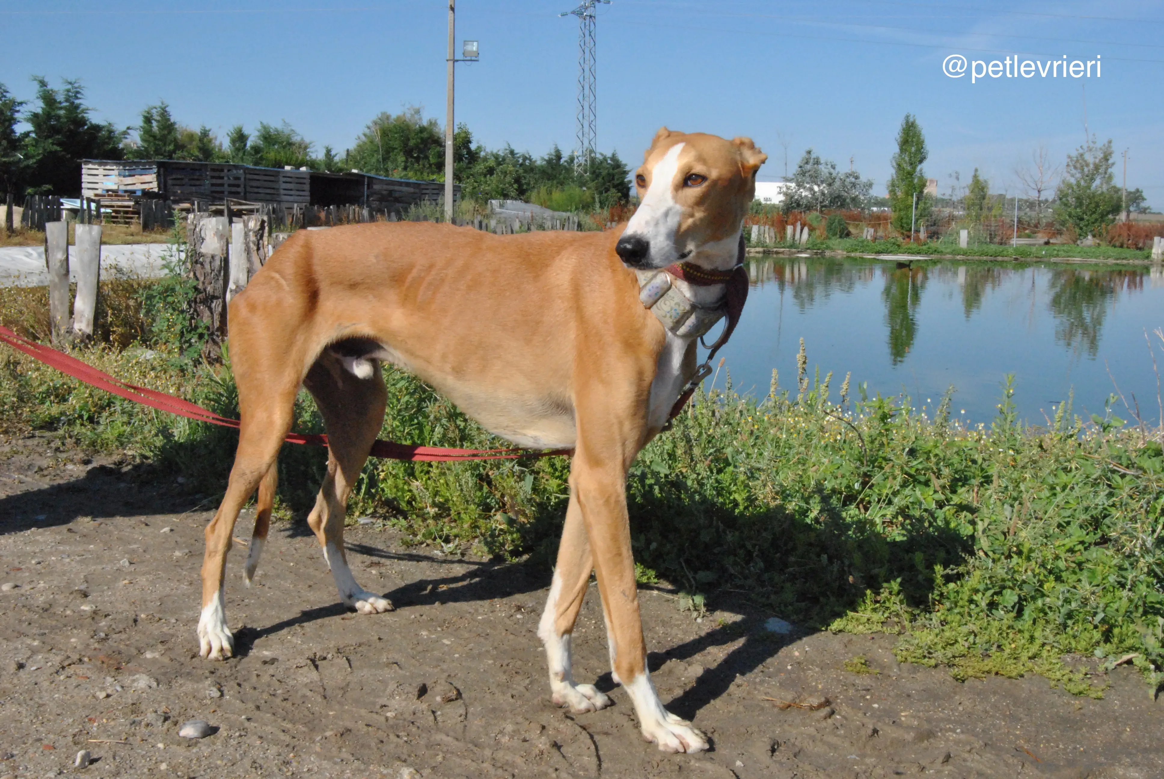 13 patas adozione levrieri galgo
