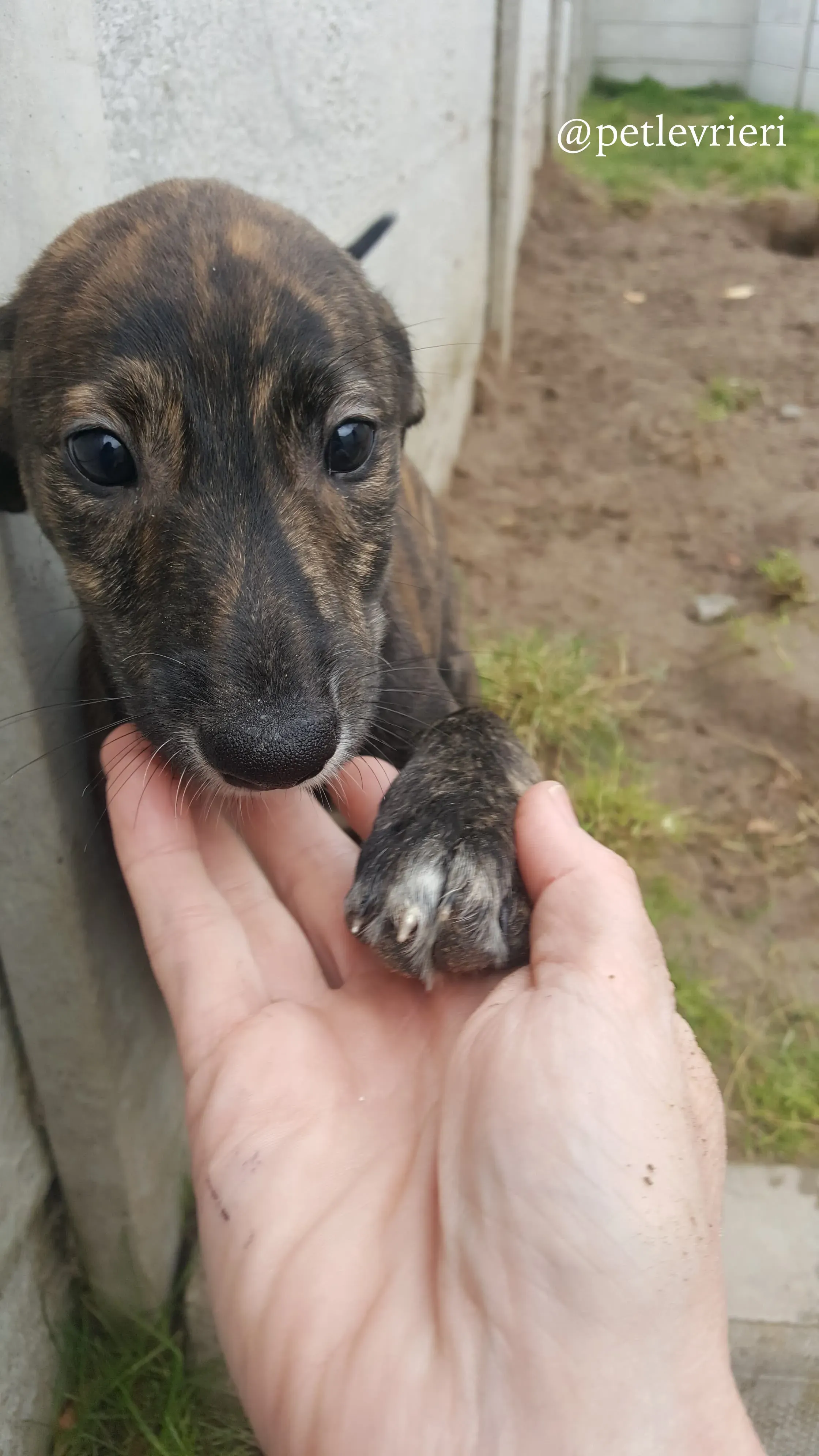 13 puppy adozione greyhound