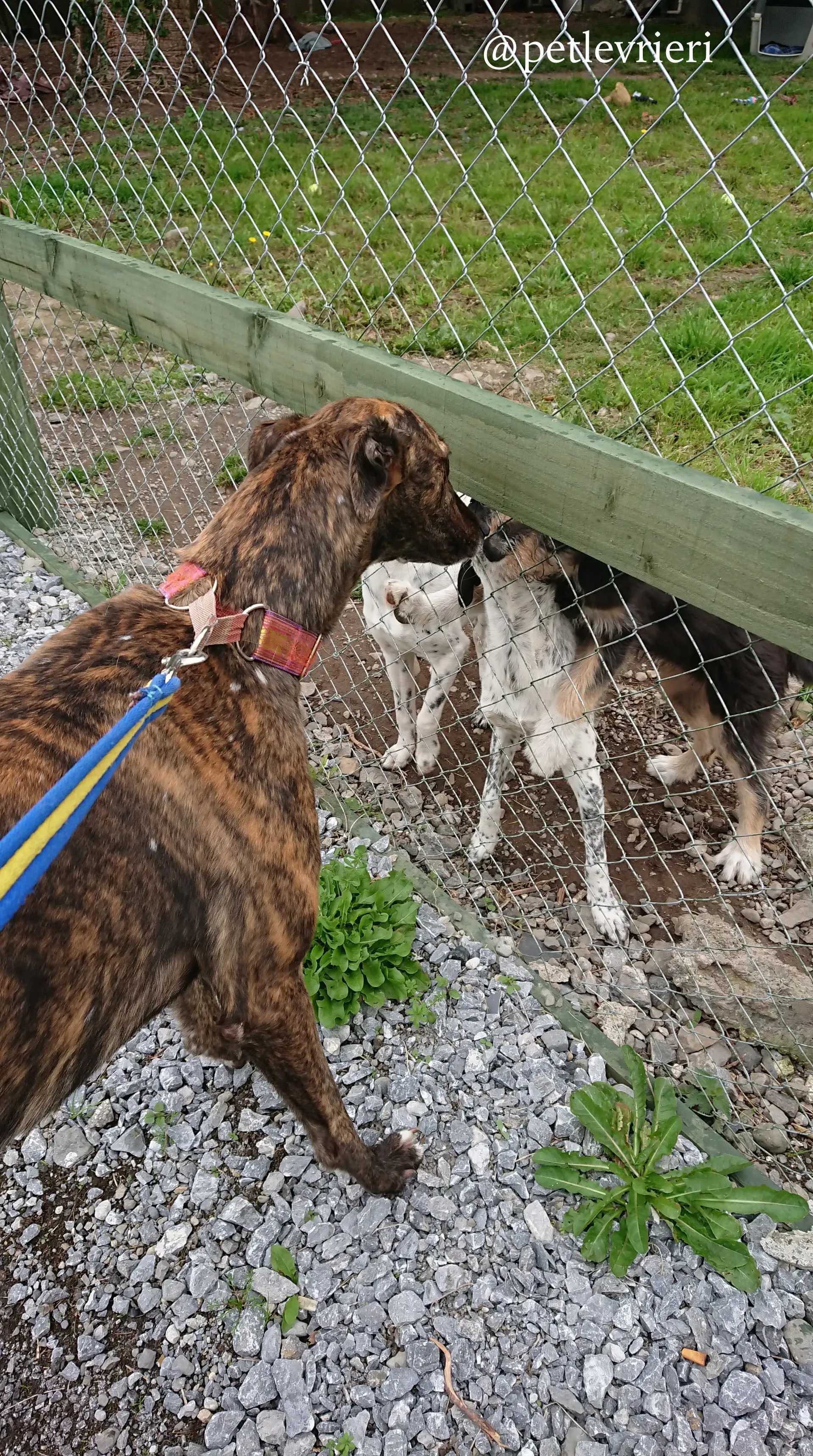 13 rodney adozione levrieri greyhound