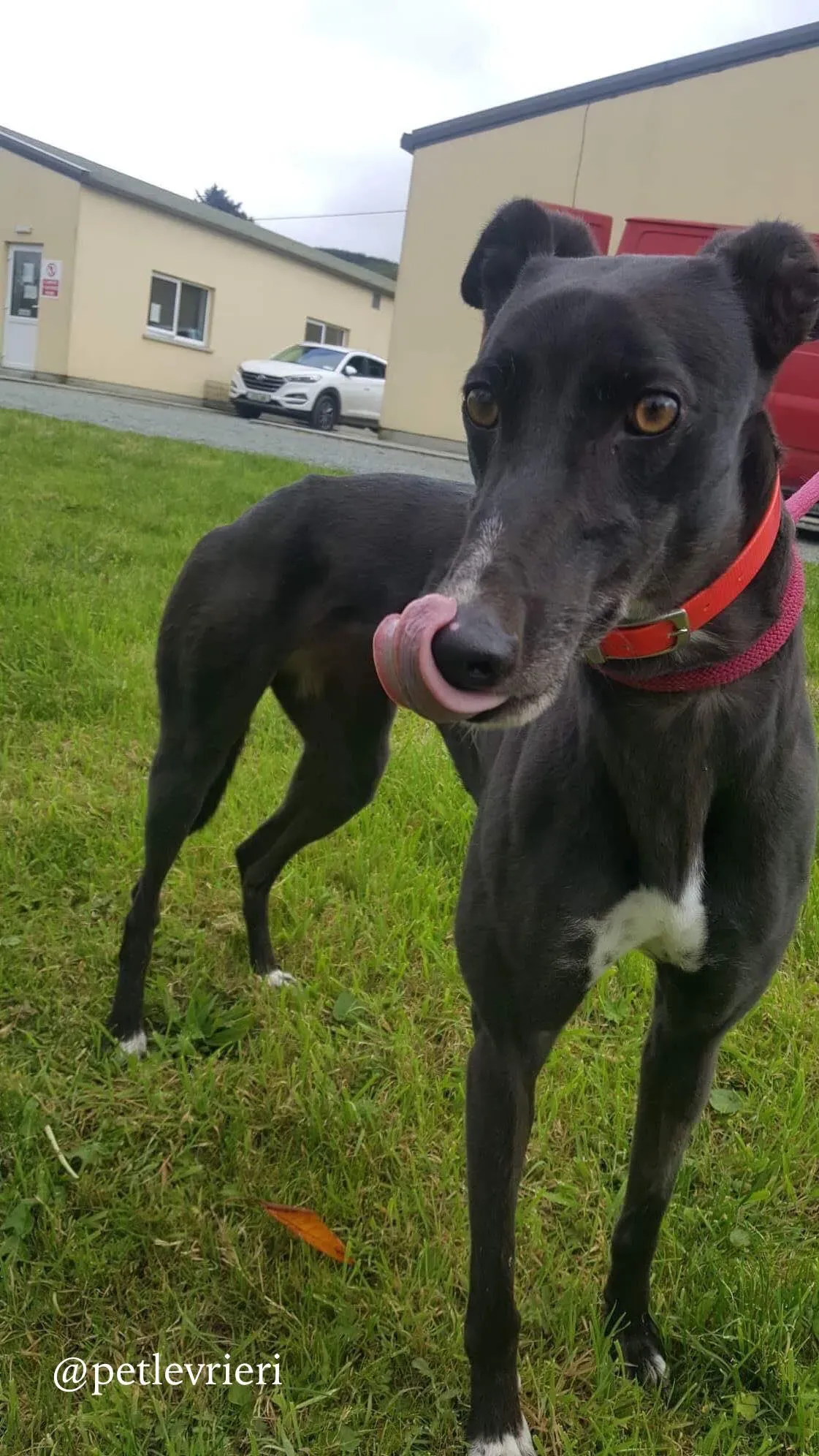 13 rosie adozione levrieri greyhound