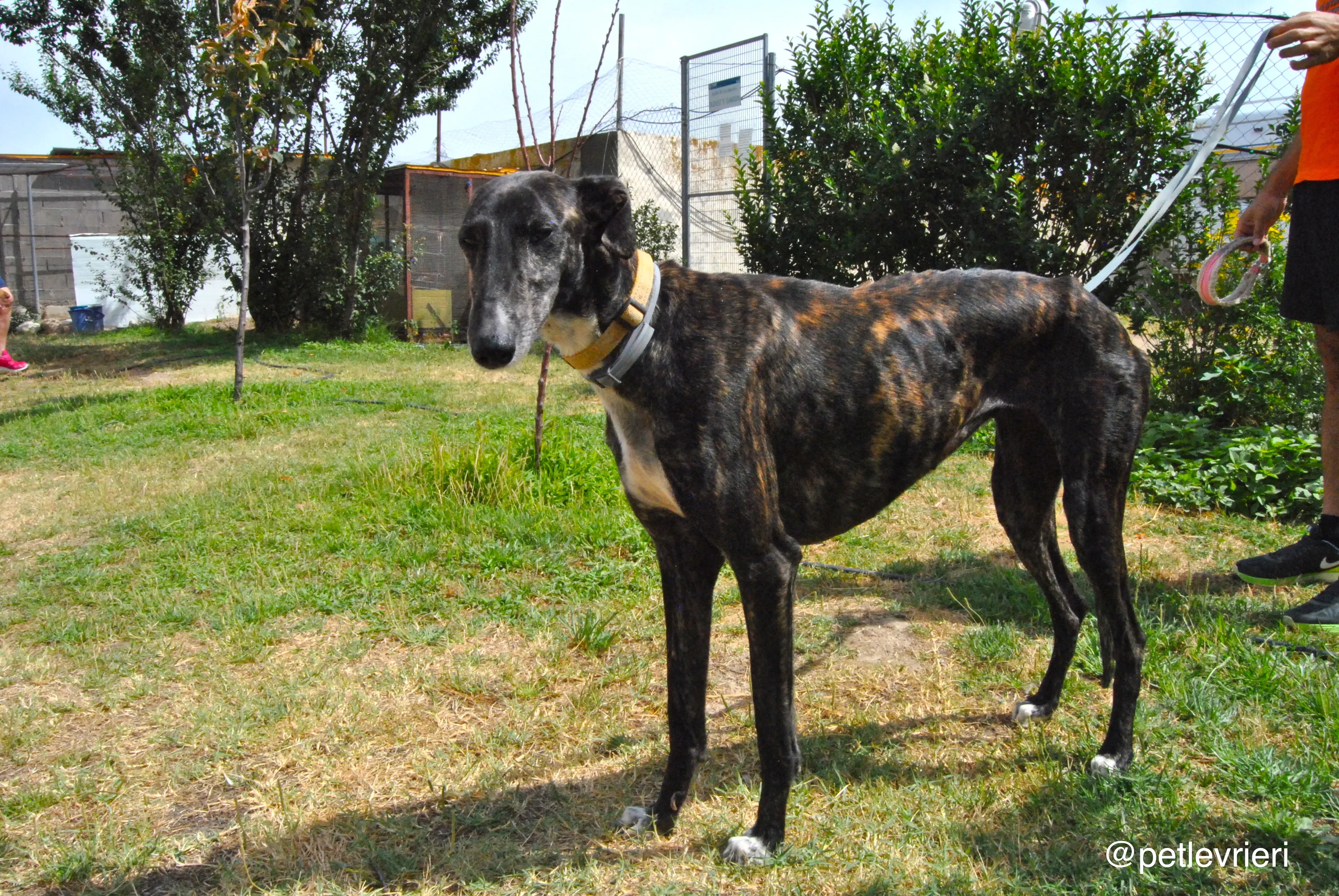 13 sasha adozione levrieri galgo 1