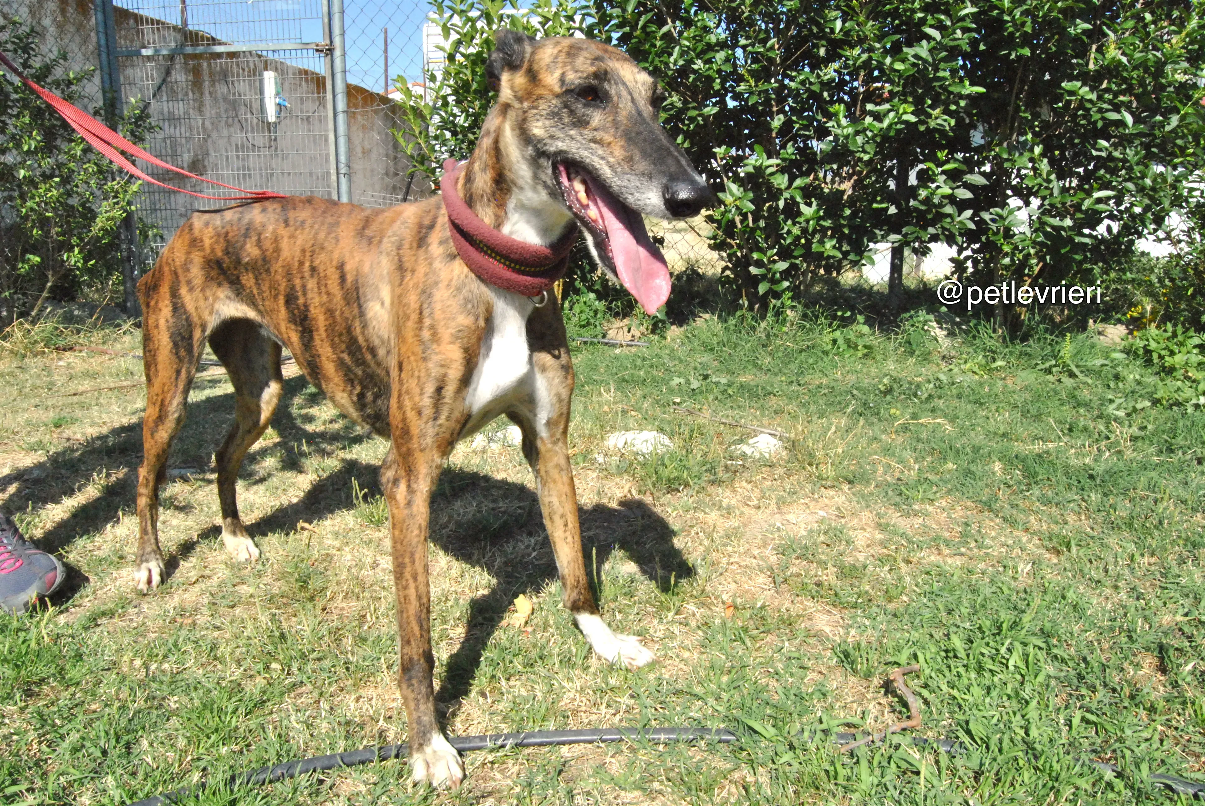 13 sevillana adozione levrieri galgo