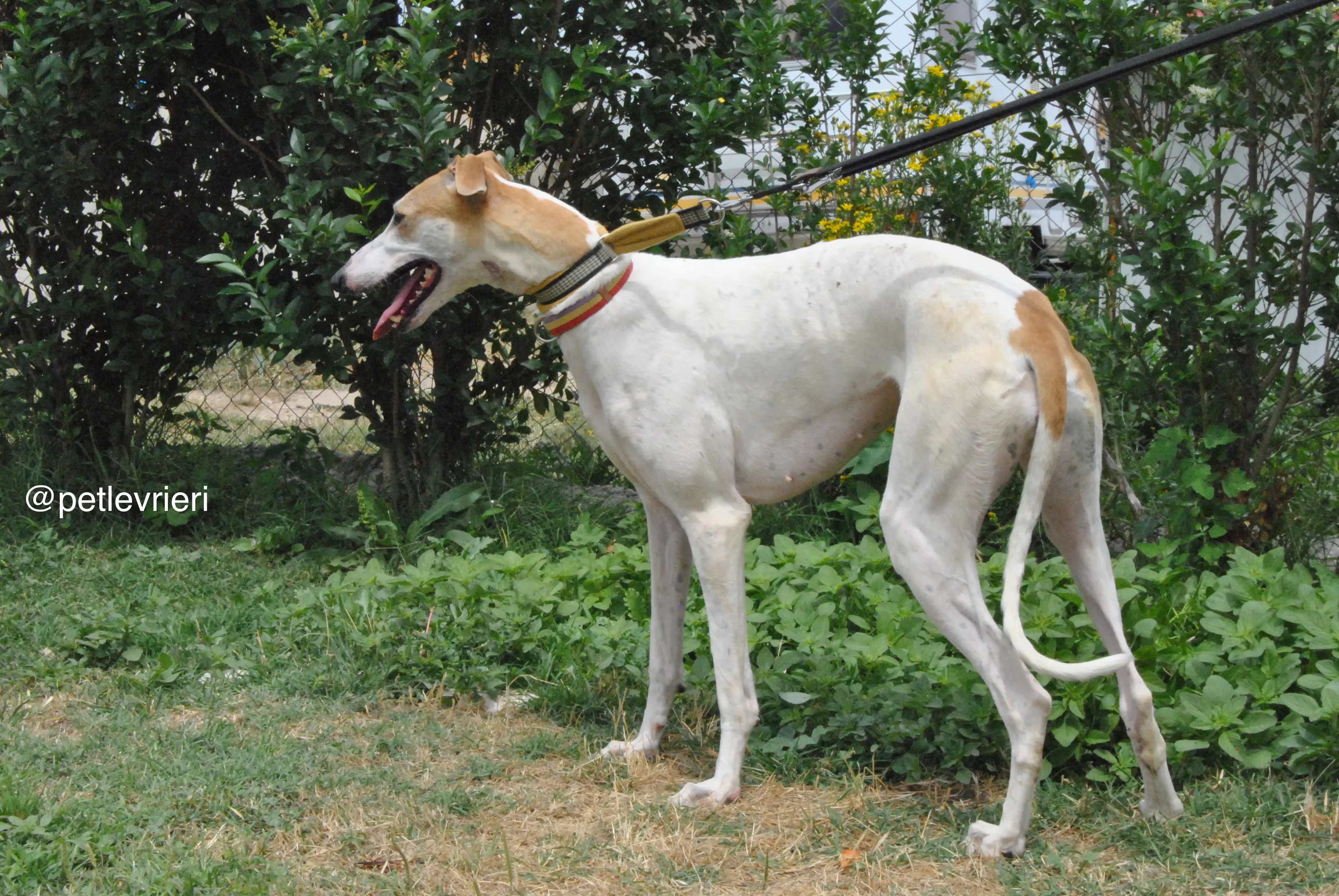 13 soda adozione levrieri galgo