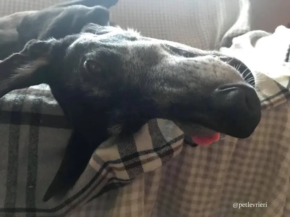 13 sparky adozione greyhound macao