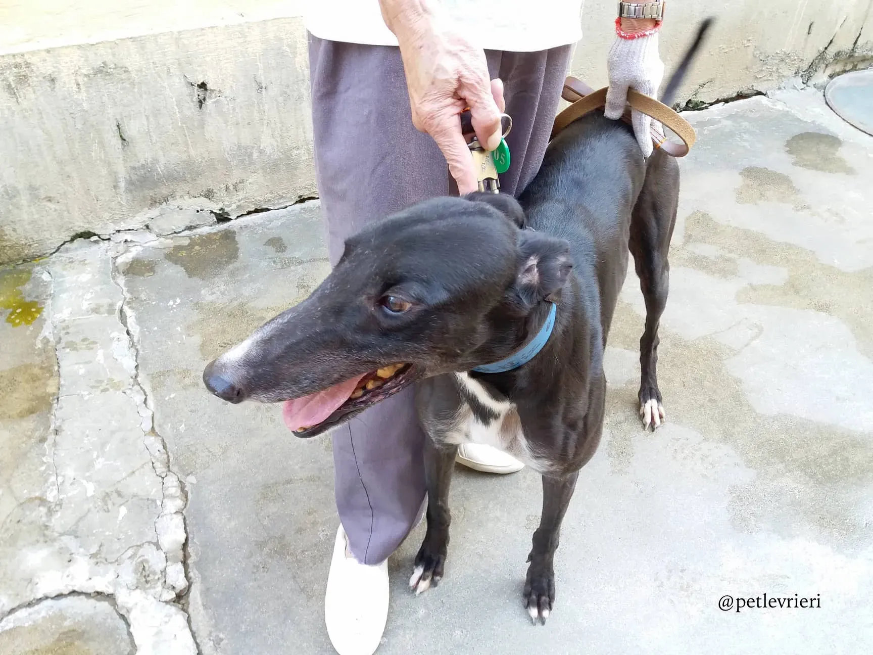 13 turramurra tom adozione greyhound macao