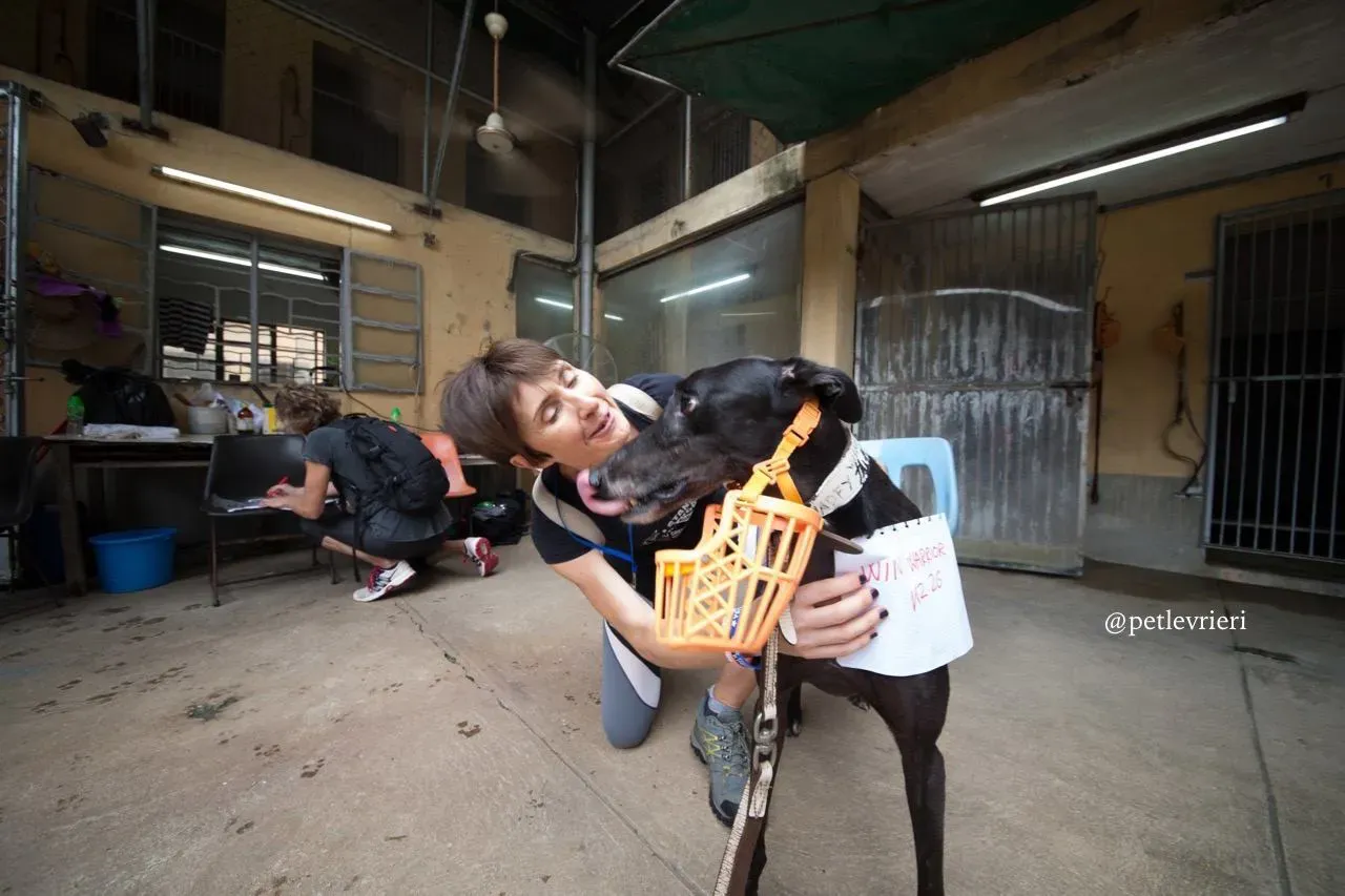 13 win warrior adozione greyhound macao