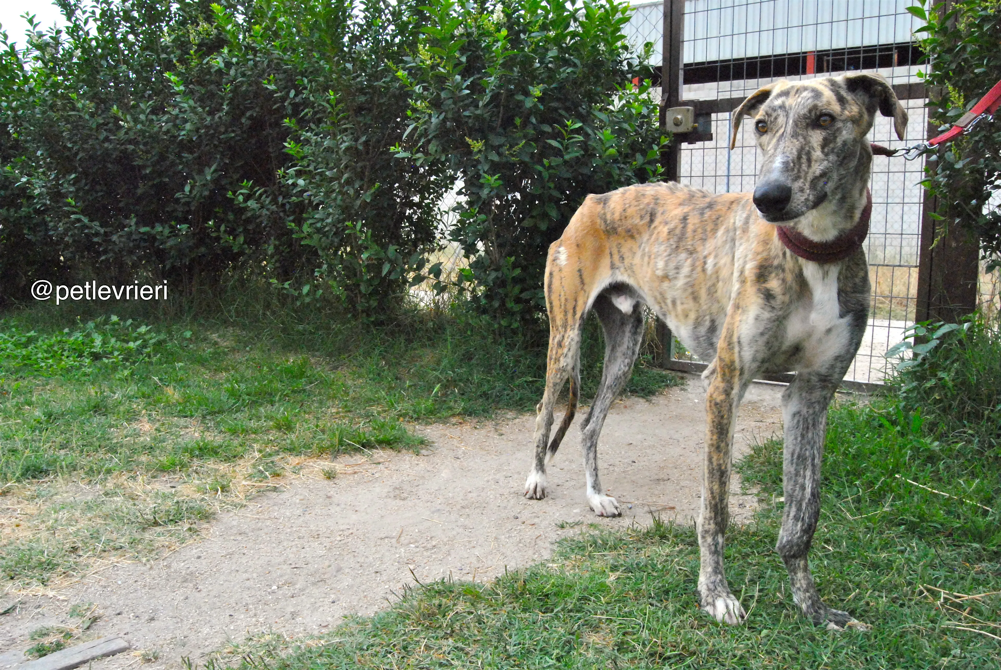 13 yasi adozione levrieri galgo