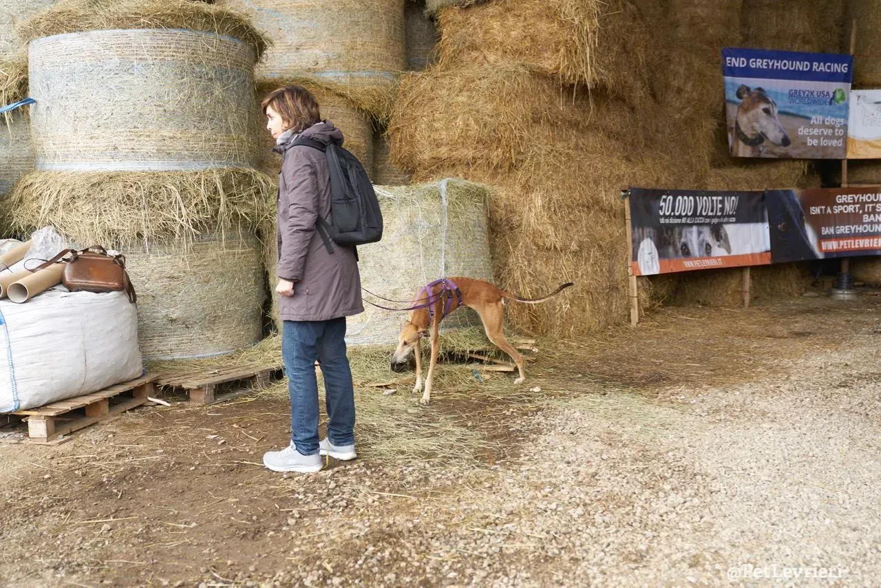 14 imperio adozione pet levrieri onlus