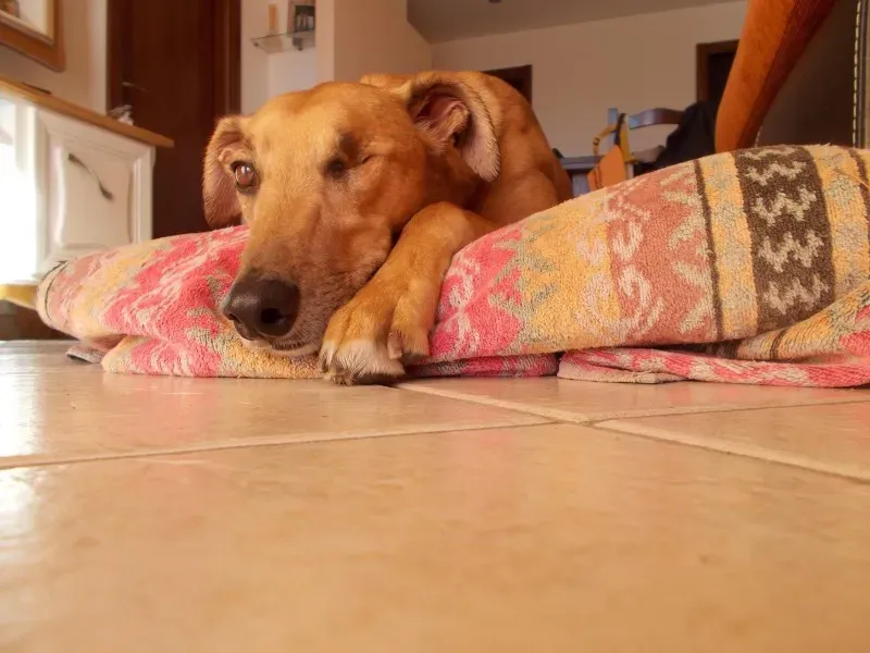 1402164 10204379152151666 7178480045173931315 o