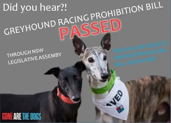 14079731 1213347925351981 7068275504745918258 n