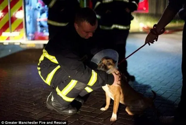 1410479400400 wps 12 manchester fire dog twitt