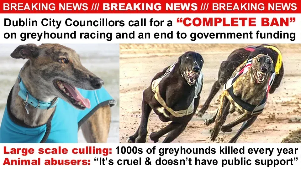 141124093 3613783195403879 6011596027868891099 n