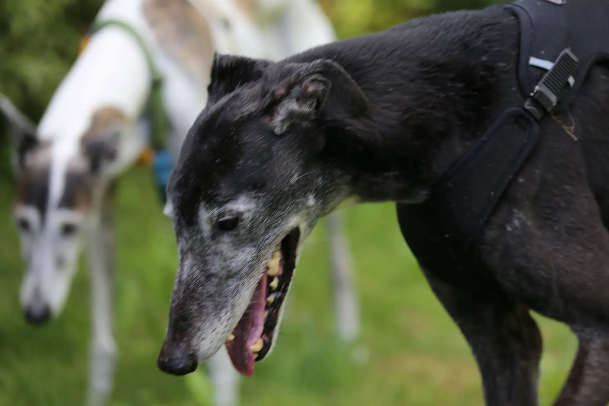 14114811 1115245745233694 7251627958127202284 o