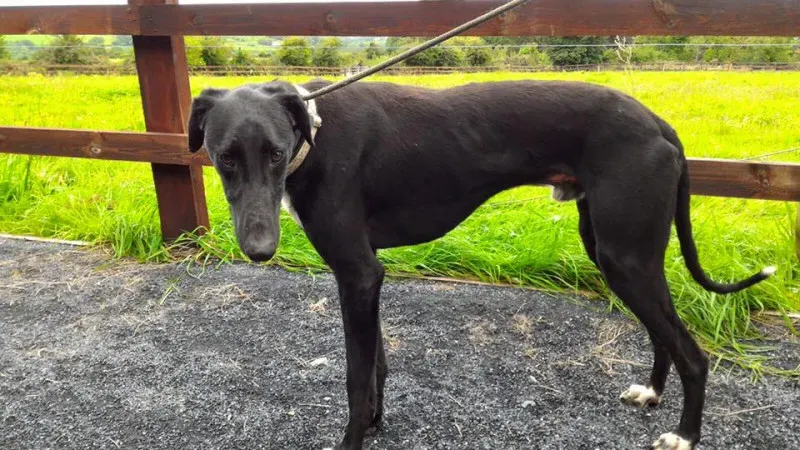 14117761 1104954032921784 1495126612811760491 n