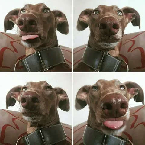 14141694 1263229477028713 4475543142138210789 n