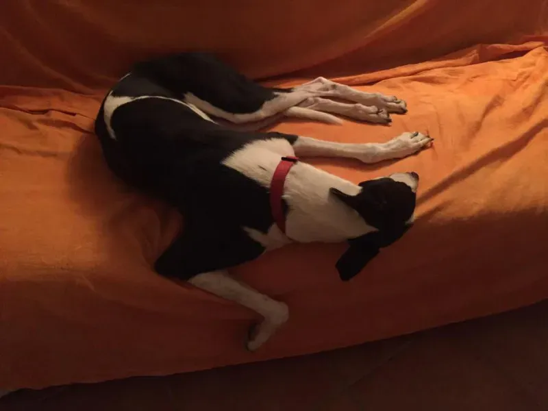 14141934 10154612651559432 3108219180055796910 n