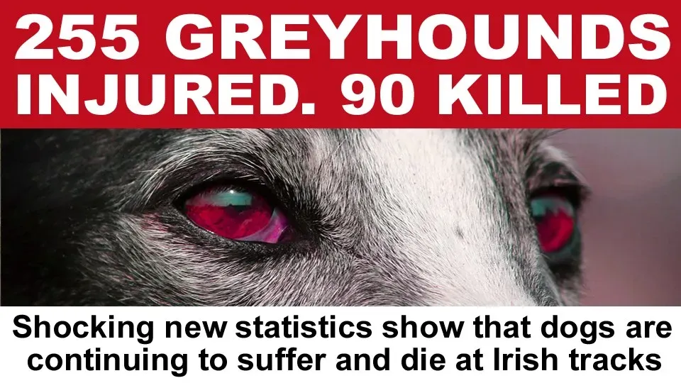 141569684 3614831331965732 6578302291823644205 n