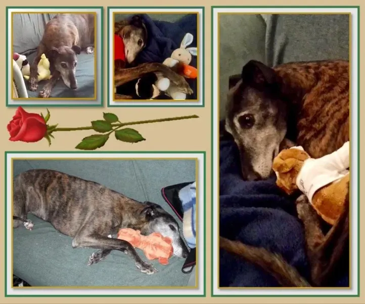 14176 1395197330788879 7285565339126544070 n