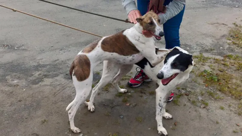 14199224 1104972466253274 3168092398749752114 n