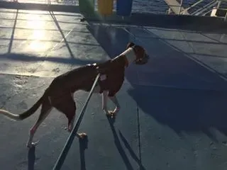 14199360 10154612651369432 4031161978493047852 n