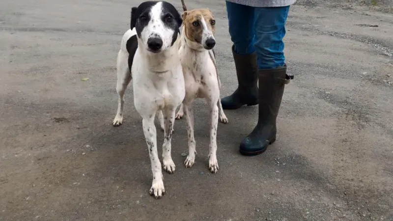 14199537 1104972419586612 530816807178216490 n