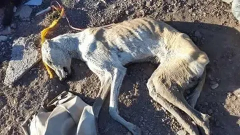 14203224 1204088632985076 5616266835249478462 n