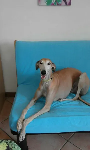 14212064 955223581255699 5653088300109102621 n