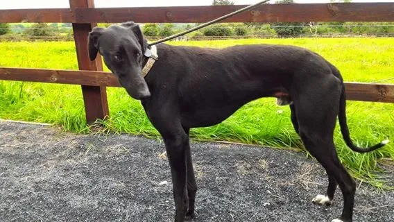 14212151 1104954026255118 7407477474034750771 n