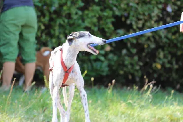 14212201 1113539898729864 3577414835453120060 n