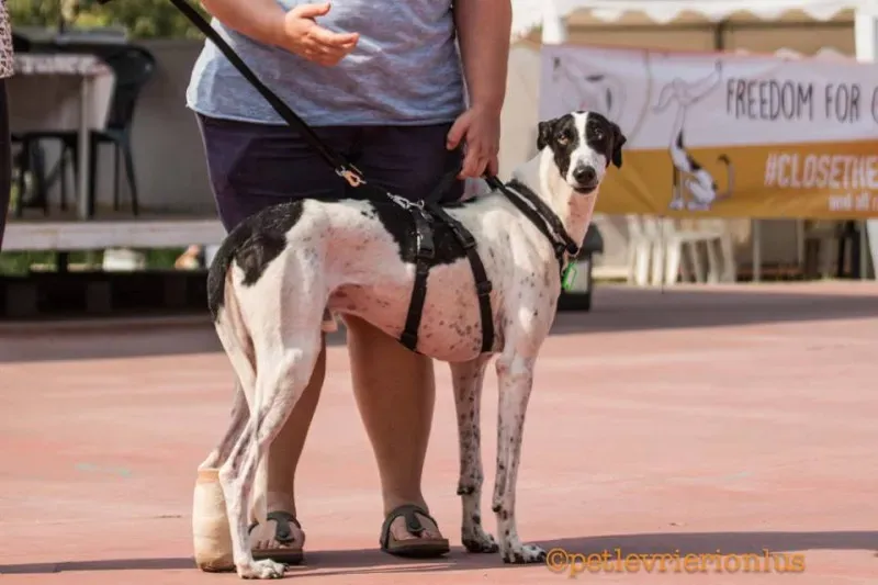 14232506 1115274031889784 3418585281838674840 n