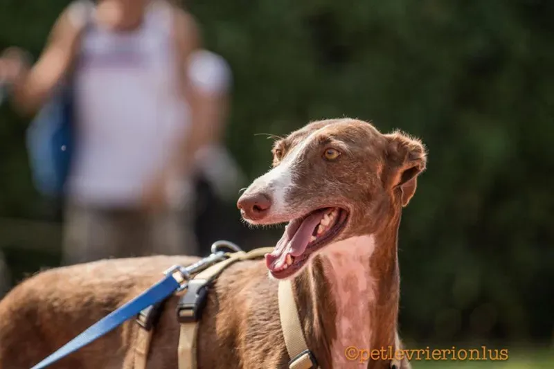 14232511 1115273851889802 1476593783740674065 n