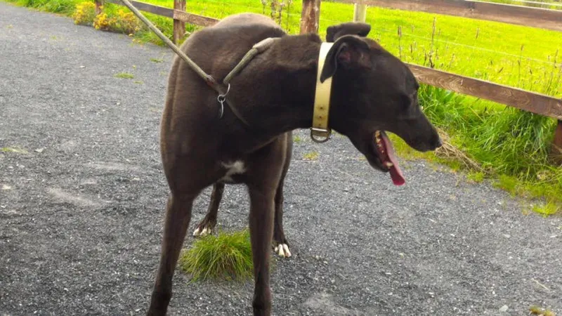 14232646 1104899246260596 7998793284798635096 n