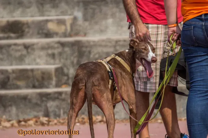 14237639 1115274678556386 5968851979121924506 n