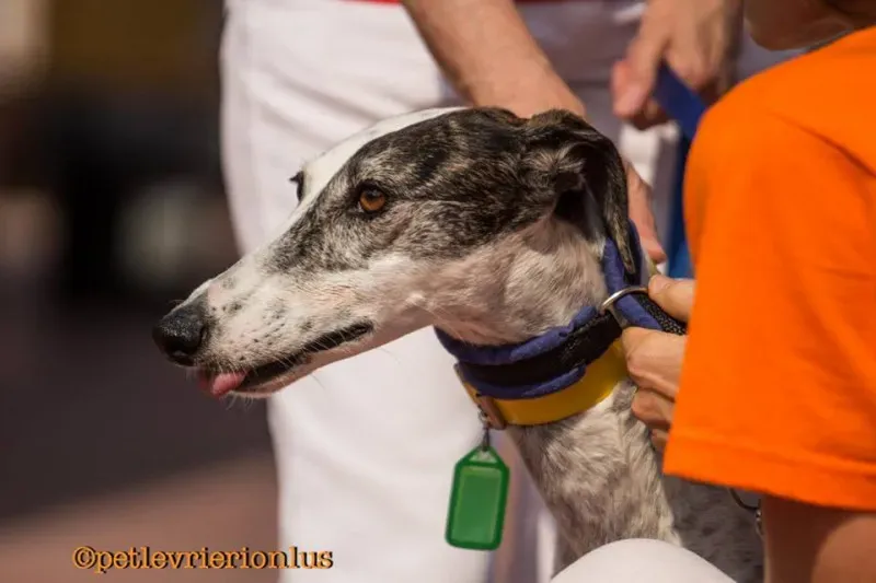 14238353 1114881308595723 1255914329747794627 n