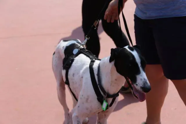 14265021 1113541852063002 3763355224334592275 n