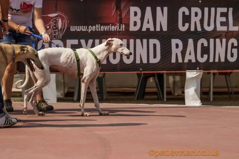 14292405 1115273675223153 6636563429330933391 n