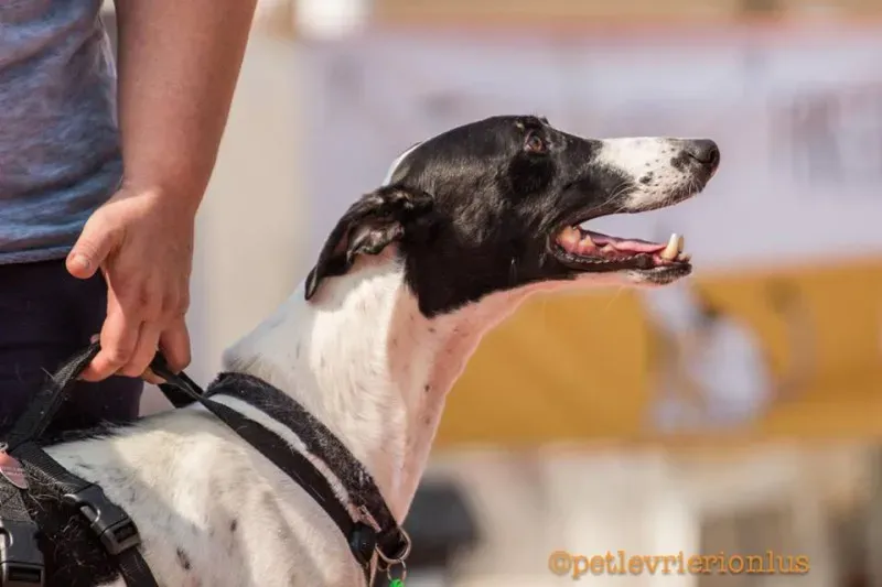 14316718 1115274038556450 5621888941132321854 n