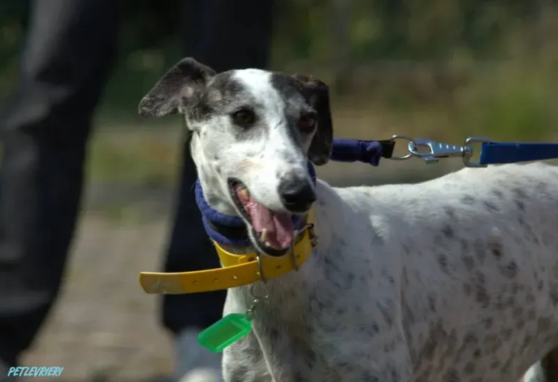 14316885 1115889971828190 117728250926520032 n