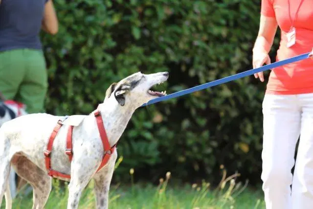 14322329 1113539928729861 3283237340849788859 n