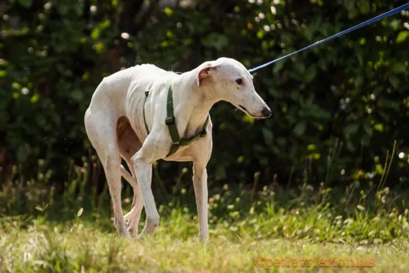 14322616 1115273425223178 7398656063662269245 n