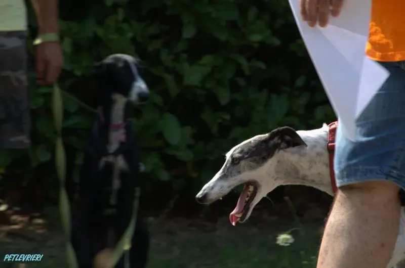 14344338 1115891098494744 5805383338946334525 n