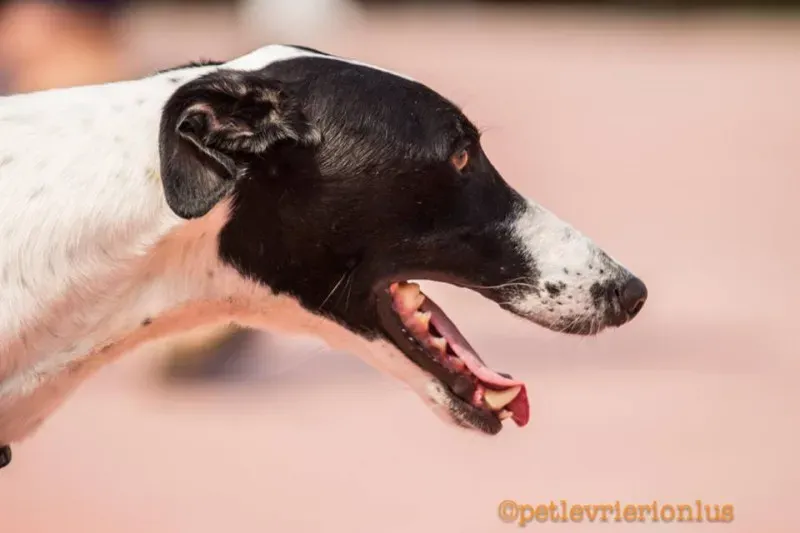 14344846 1115273901889797 6423119491244916859 n