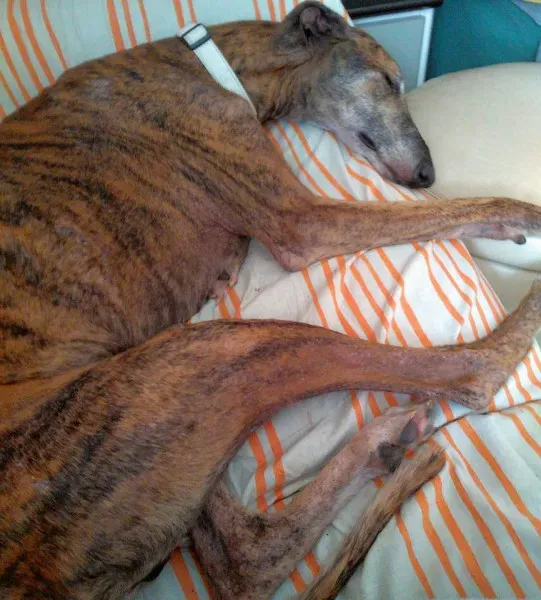 14355758 1783606345255324 4239551373359849832 n