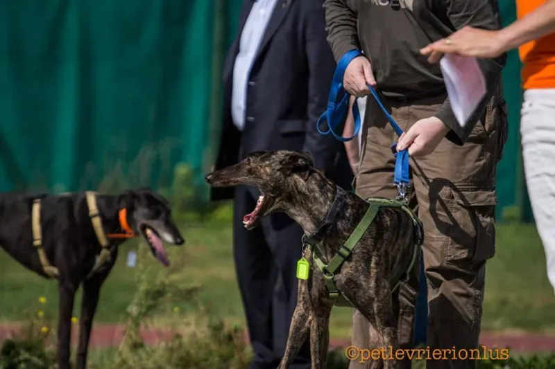 14433223 1127732783977242 7257532884759379099 n