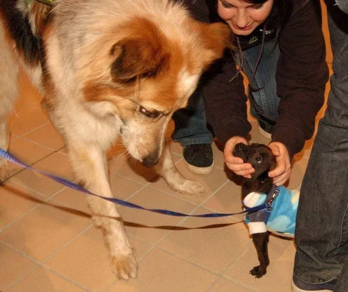 14433227 1132175076866346 4978019495997617304 n