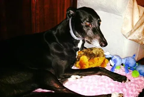 14448961 663760257128356 3662423848877453992 n