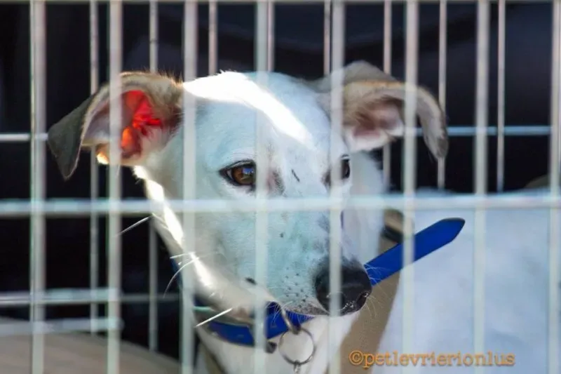 14449741 1130315183719002 8099537403322897381 n